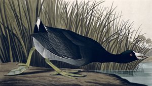 American Coot, 